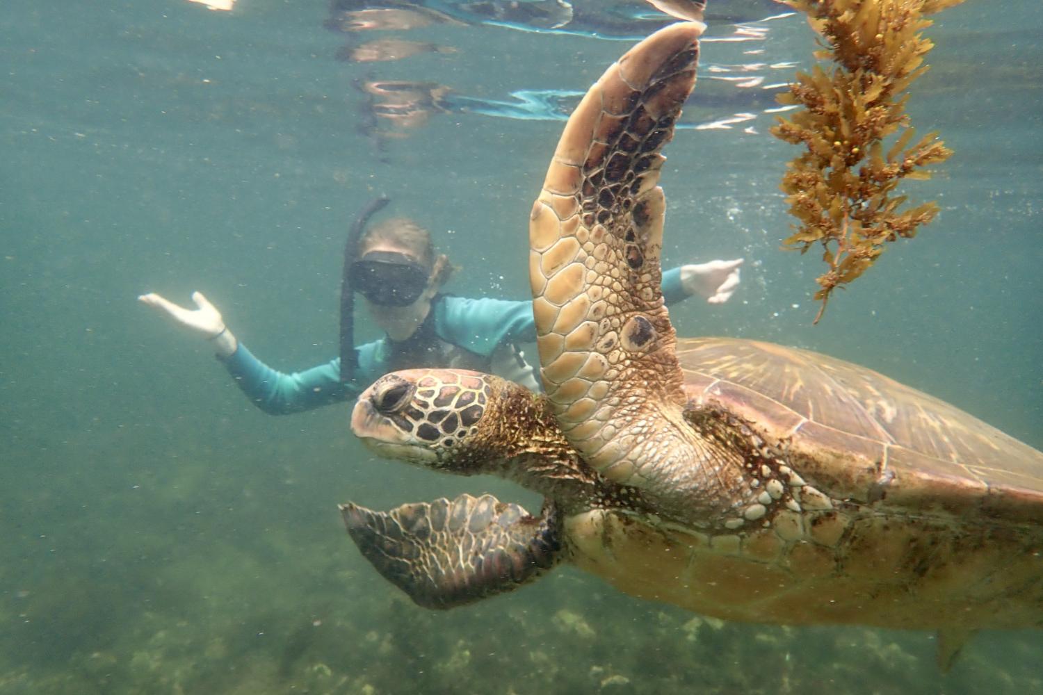 一名<a href='http://rm3.ngskmc-eis.net'>bv伟德ios下载</a>学生在Galápagos群岛游学途中与一只巨龟游泳.